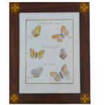 GRABADO MARIPOSAS MARQ. RF.2067