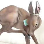 FIGURA PORCELANA CIERVA RASCANDOSE - Imagen 2