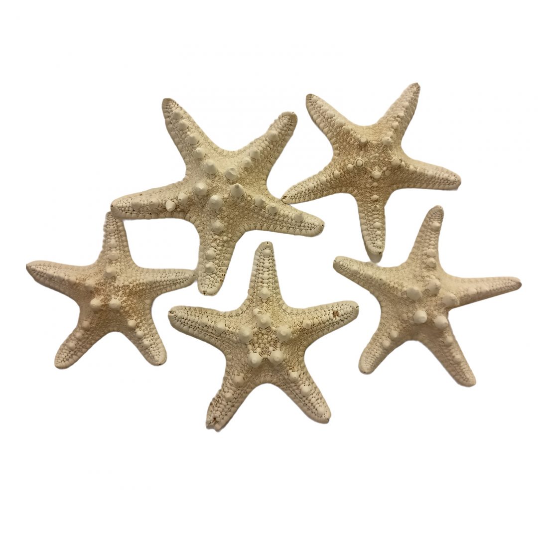 1014302.jpg BOLSA CINCO ESTRELLAS DE MAR 458AN009 - Imagen 1