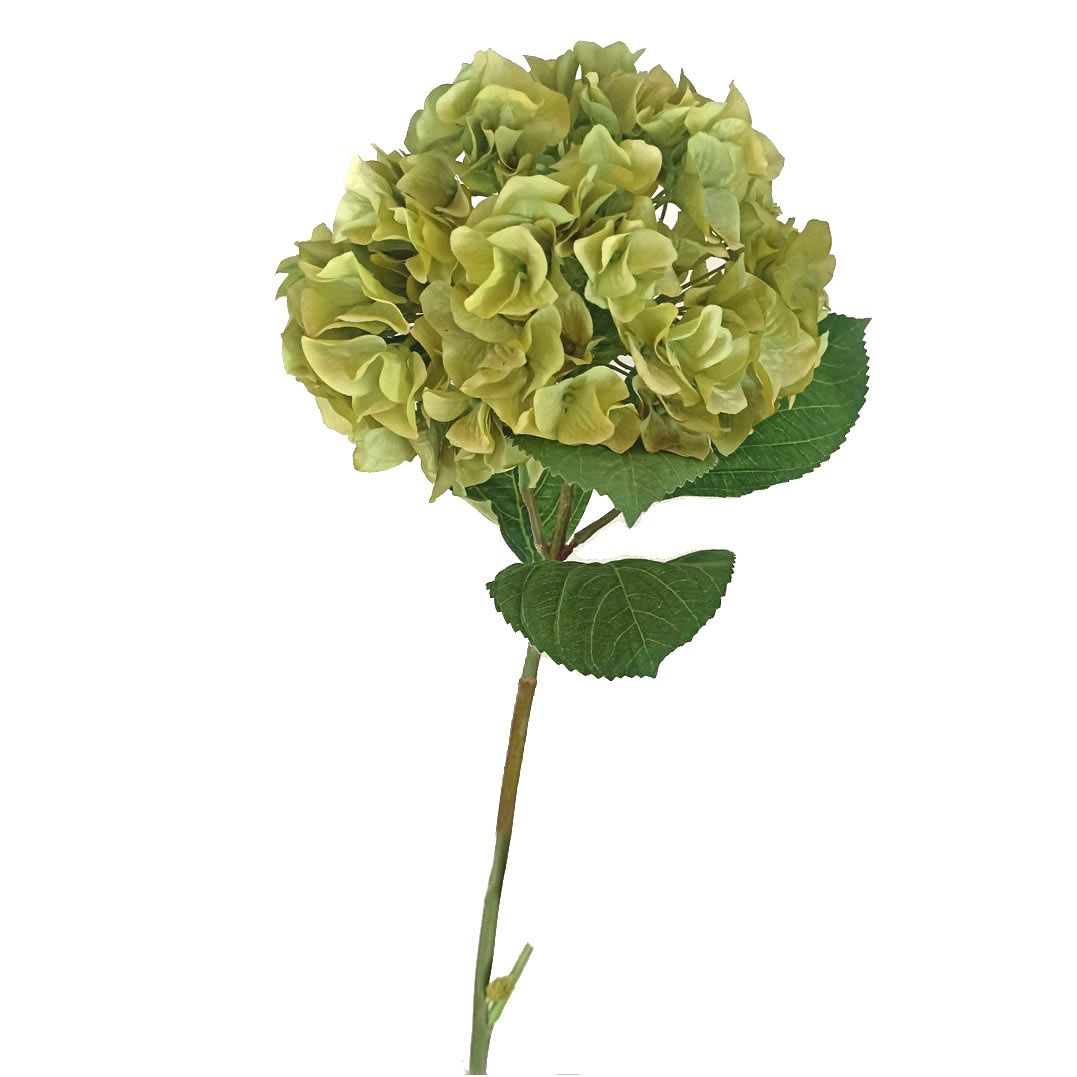 1014579-1.jpg HORTENSIA VERDE 422EA337 - Imagen 1