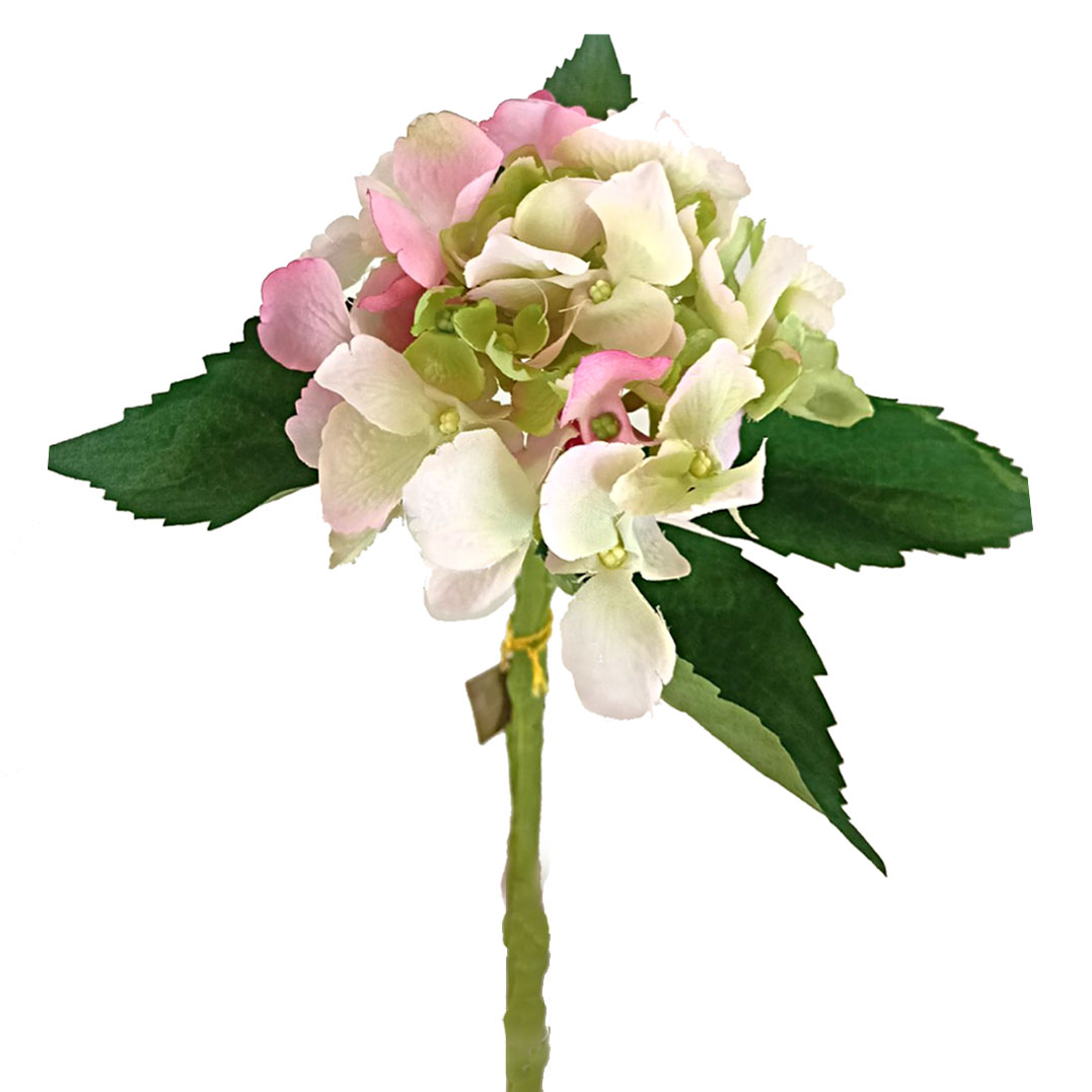 1015317-3.jpg HORTENSIA MINI BLANCA/ROSA 090611 - Imagen 1
