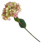 HORTENSIA GRANDE ROSA 1971083