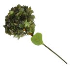 HORTENSIA GRANDE VERDE HOJA SECA 1971080