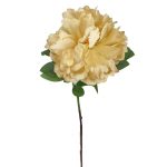 PEONIA PARIS CREMA 08401