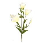 LISIANTHUS CREMA 060/CR