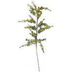 EUCALIPTO GRANDE VERDE 3162003