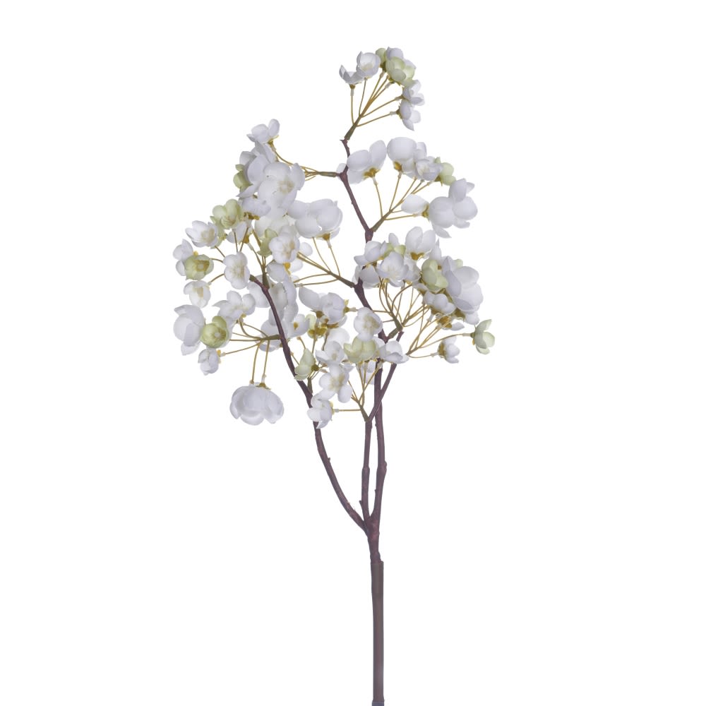 1017007.jpg CEREZO BLANCO 154213 - Imagen 1