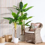 PLANTA HOJA BANANO VERDE 93X93X190CM - Imagen 6