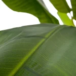 PLANTA HOJA BANANO VERDE 93X93X190CM - Imagen 2