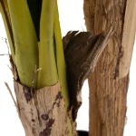 PLANTA HOJA BANANO VERDE 93X93X190CM - Imagen 4