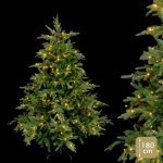 ÁRBOL MIXTO 350 LUCES Y 952 RAMAS 180 CM - Imagen 2