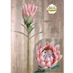 KING PROTEA MALVA 67CM