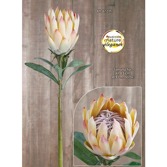 KING-PROTEA-SALMON.jpg KING PROTEA SALMÓN 67CM - Imagen 1